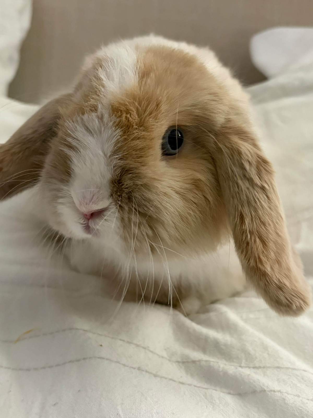 Biscuit Markham