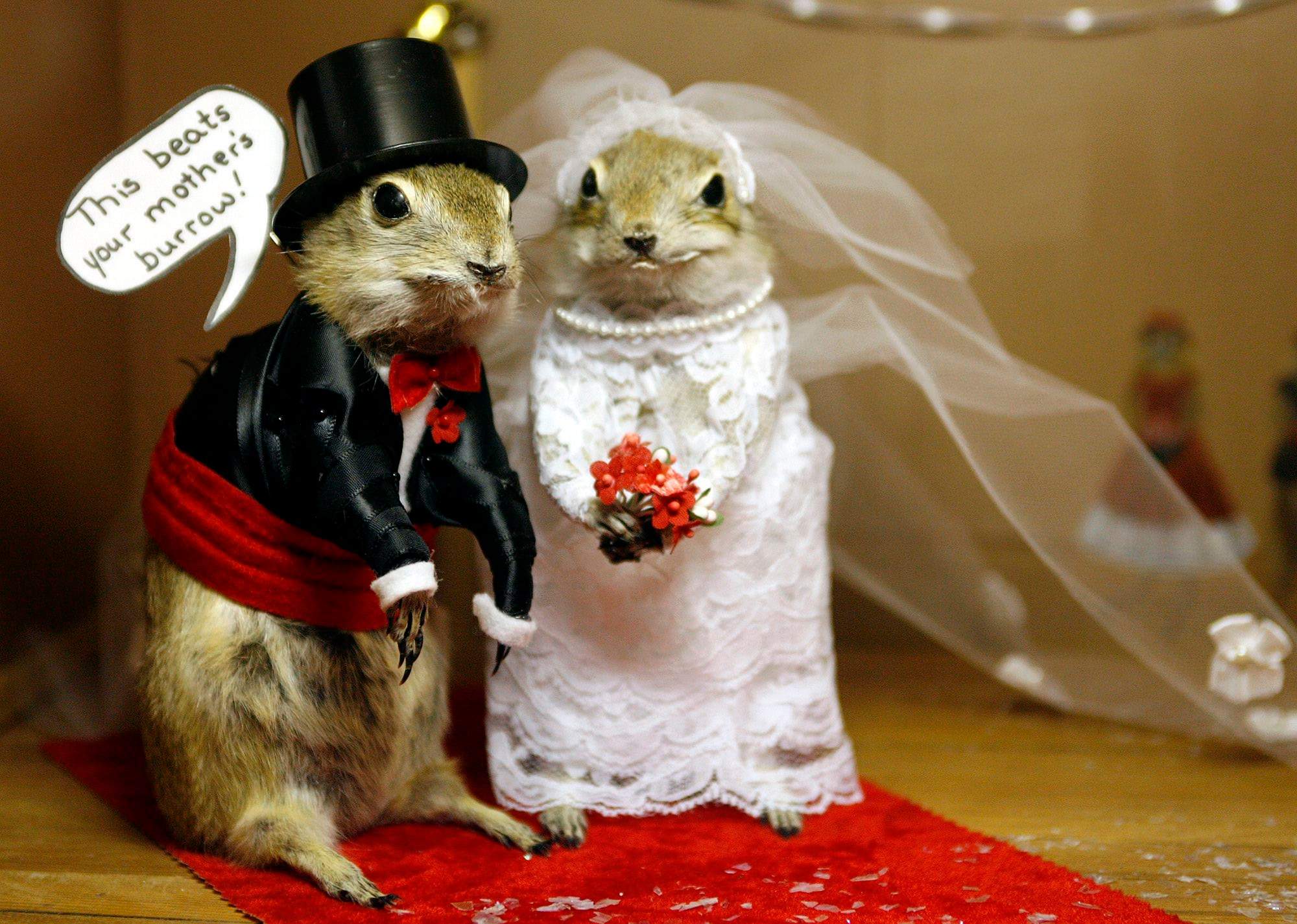 World Famous Gopher Hole Museum in Alberta closes as owners find new facility