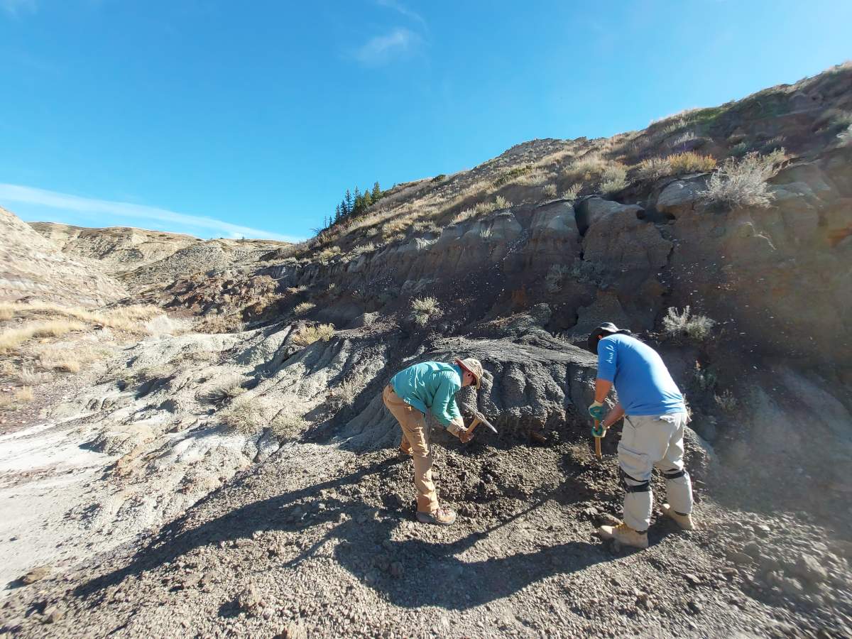 University of Alberta researchers say bite marks on an Albertosaurus found near Drumheller in the Alberta badlands could be the first evidence of a small raptor feeding on a tyrannosaur.