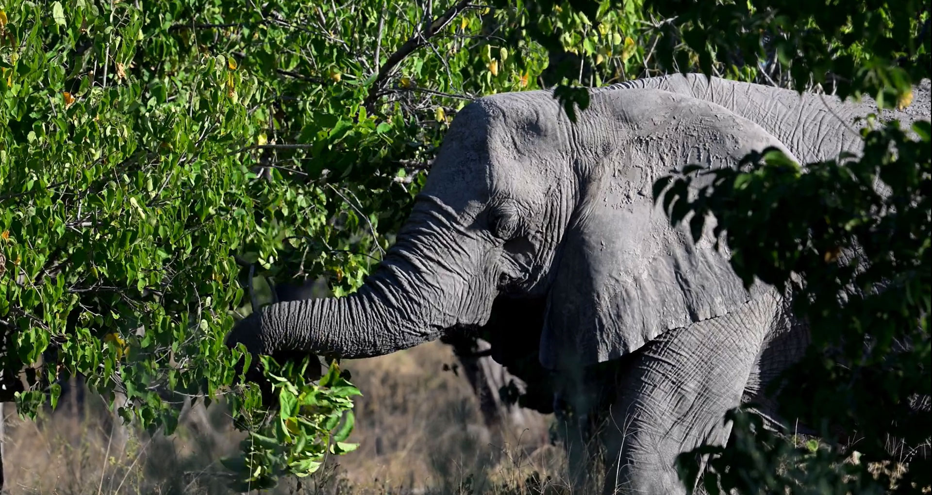 Why Guitarists Need to Care About Elephant Poop | Q107 Toronto