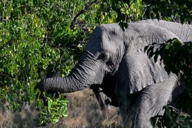 Why Guitarists Need to Care About Elephant Poop