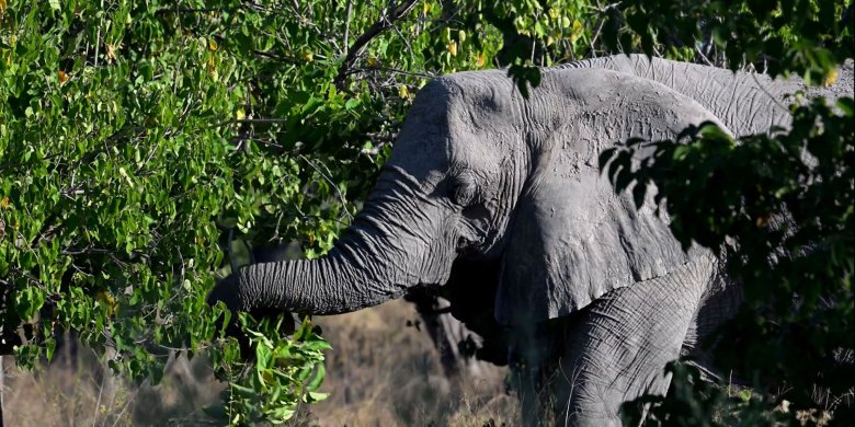Why Guitarists Need to Care About Elephant Poop