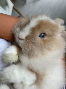 Markham Bunny