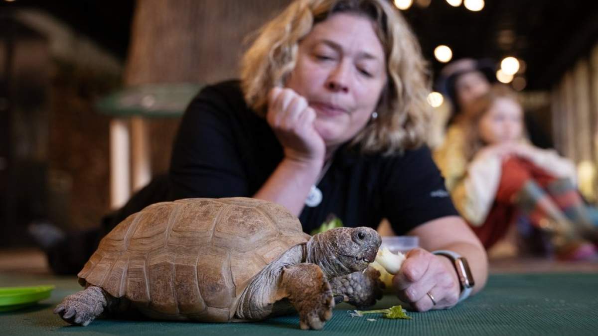 Halifax’s beloved 104-year-old tortoise is recovering after a successful surgery