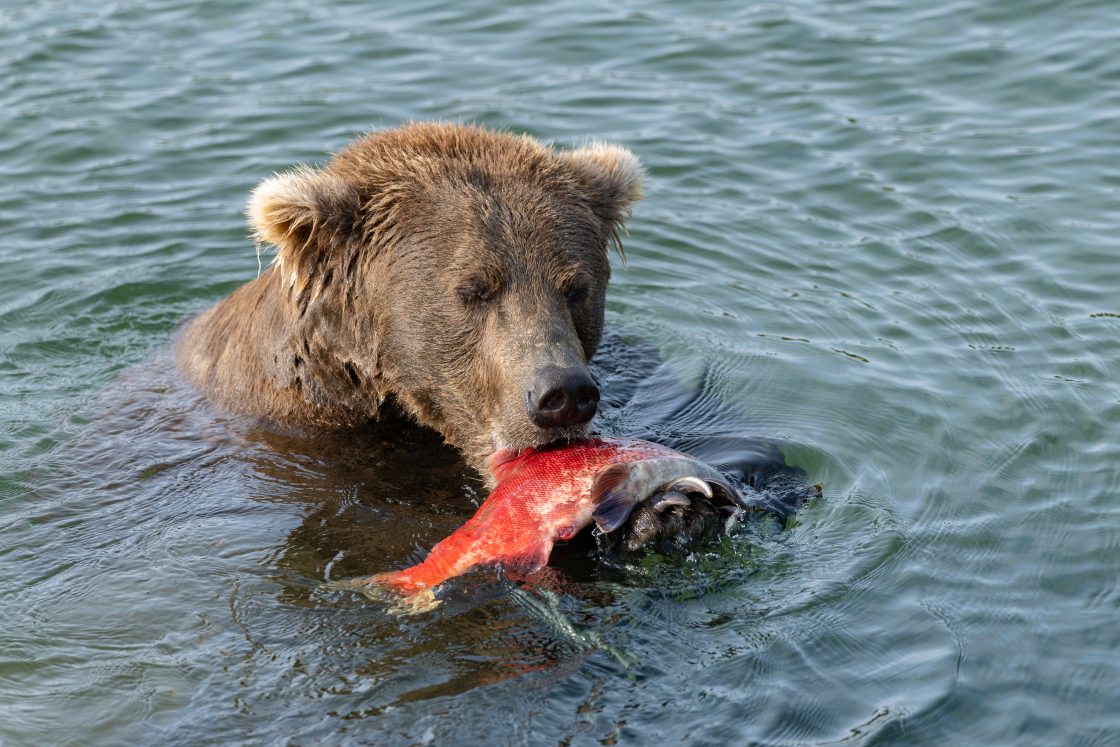 Fat Bear Week коронясва своя шампион в тежка категория: 89 Backpack