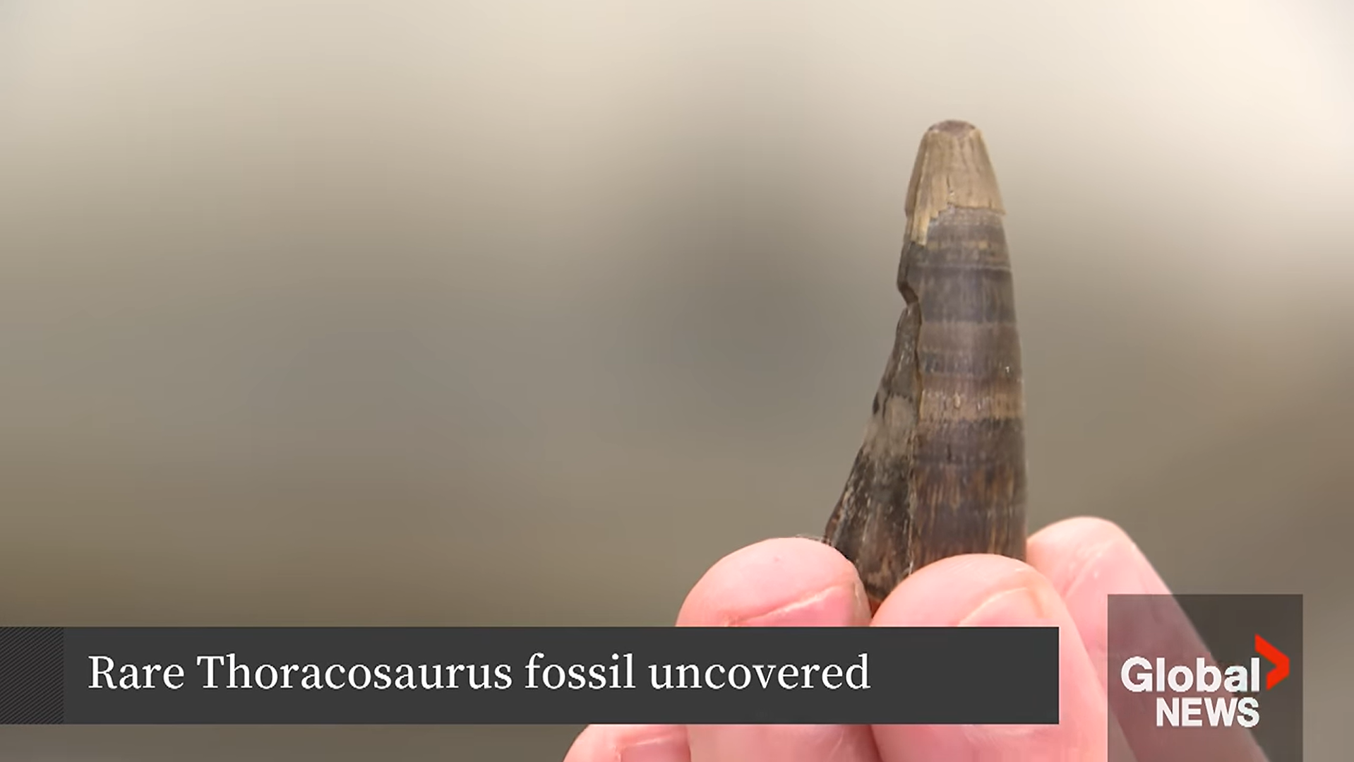 Rare Thoracosaurus Fossil Unearthed