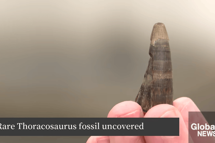 Rare Thoracosaurus Fossil Unearthed