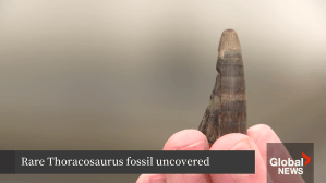 Rare thoracosaurus fossil being held