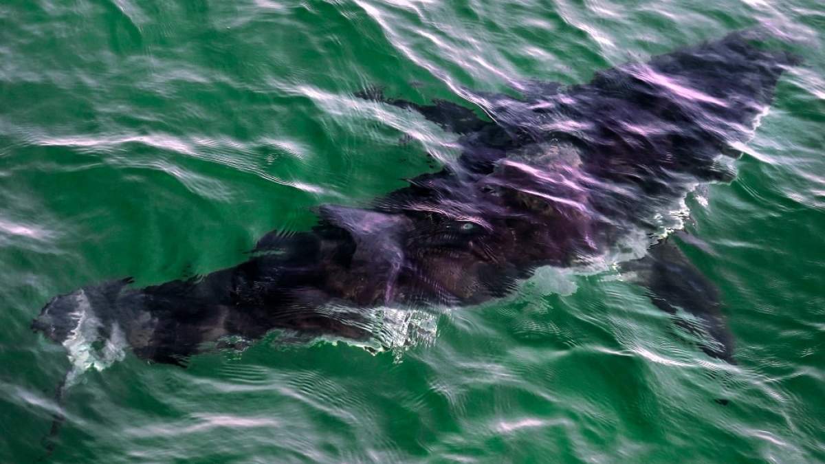 Man charged with animal cruelty after illegally capturing great white shark