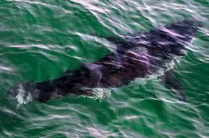 A file photo of a great white shark swimming past a boat off the Massachusetts' coast of Cape Cod on Tuesday, Aug. 17, 2021.
