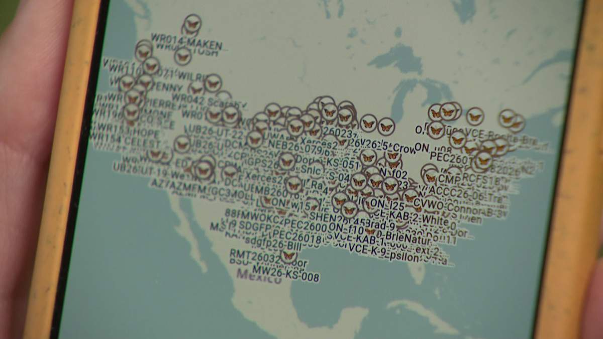 monarch tracking