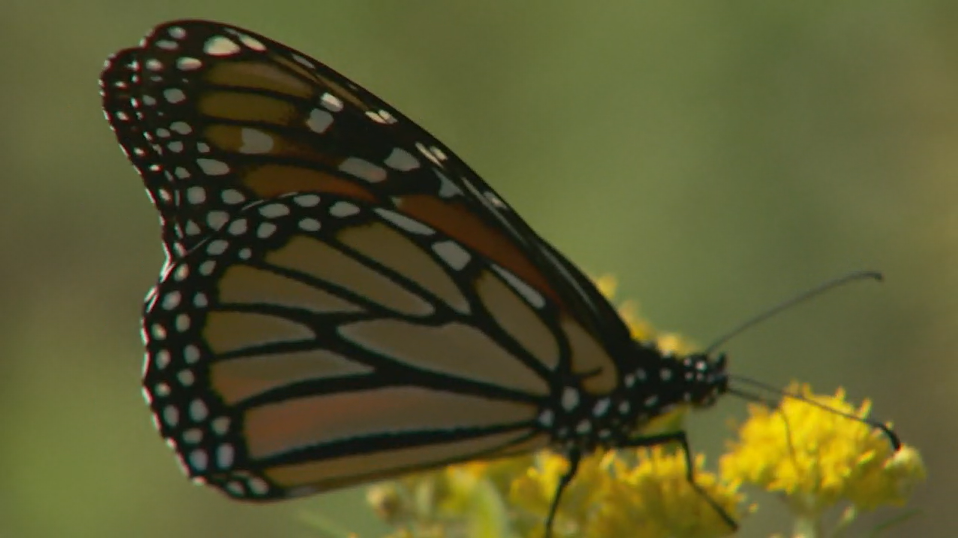 monarch