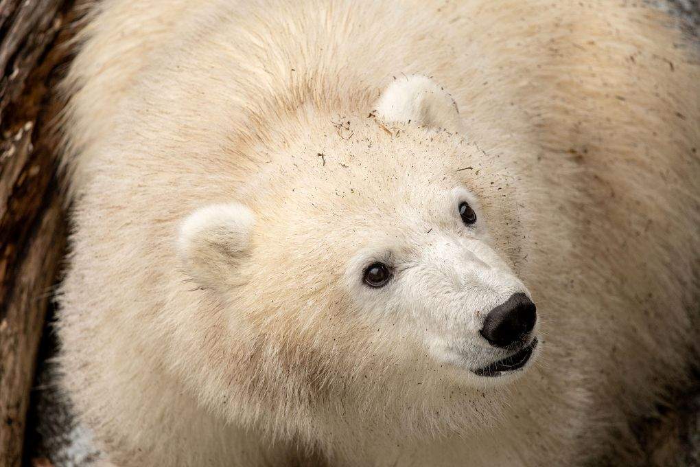The young cub who arrived at the Assiniboine Park Zoo in August is ready for public visitors, Assiniboine Park Conservancy said.