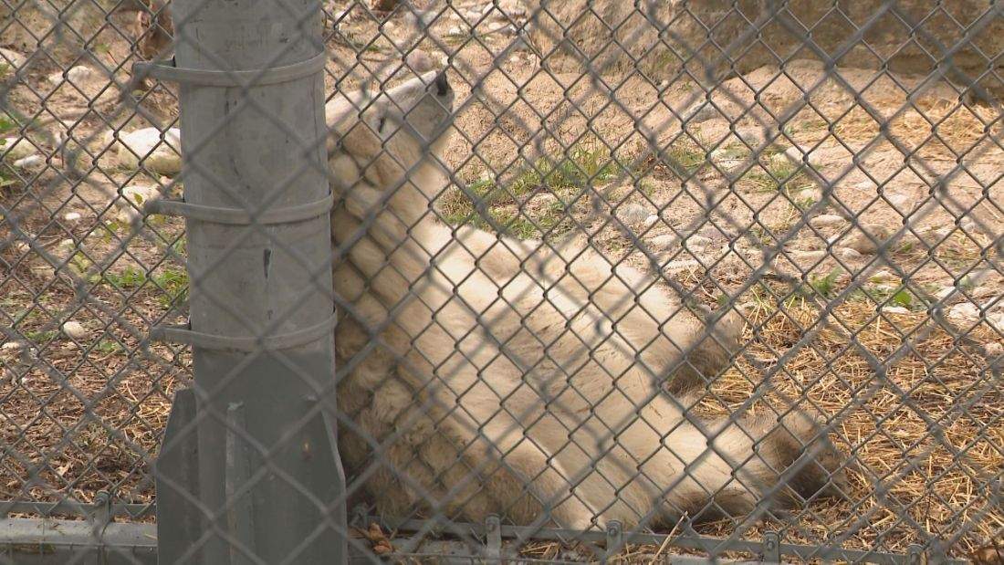 The young cub who arrived at the Assiniboine Park Zoo in August is ready for public visitors, Assiniboine Park Conservancy said.