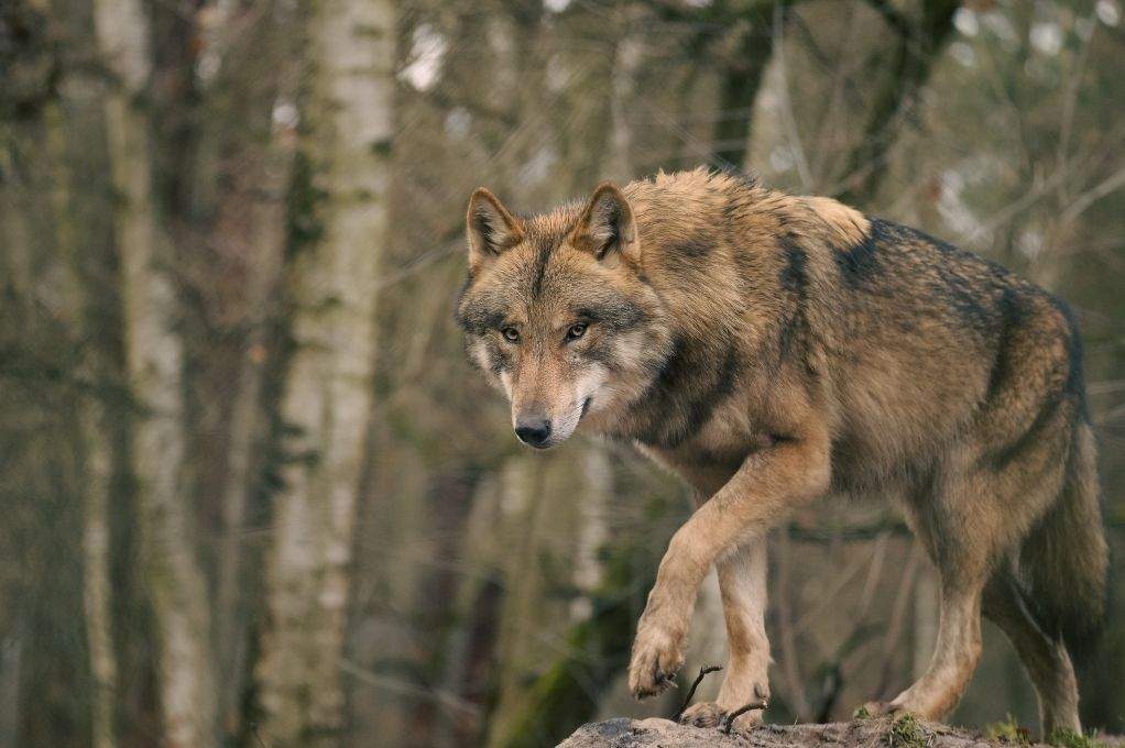 Wolf attack in northern Saskatchewan injures contractor