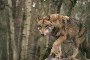 STOCK PHOTO: A wolf is pictured in this stock photo.